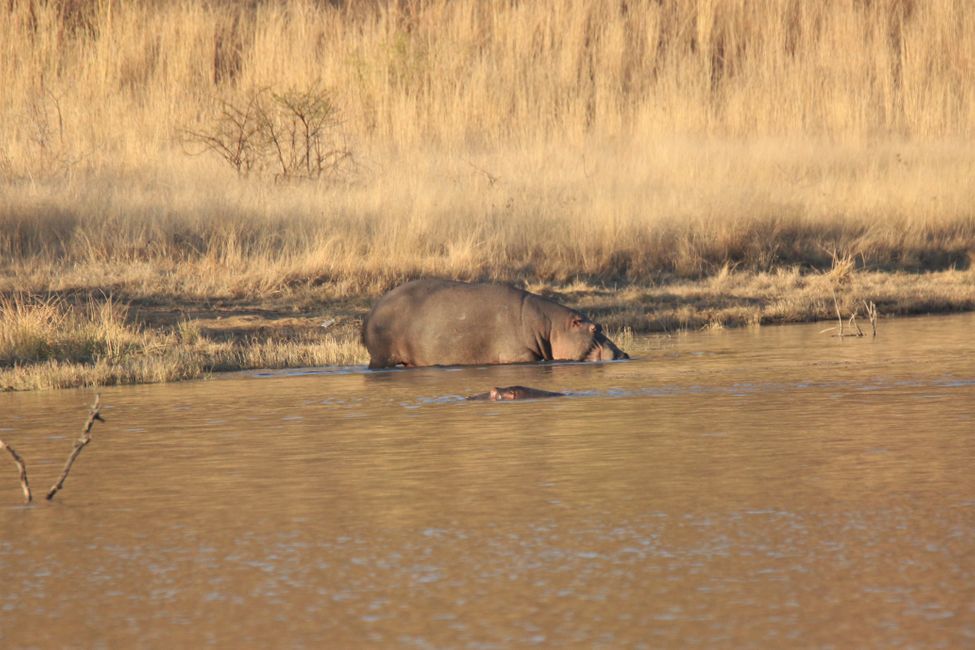 Nilpferd am Makorwane Dam