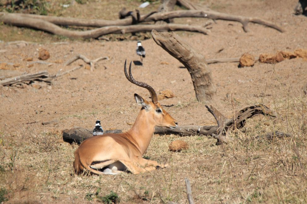 Müde Antilope