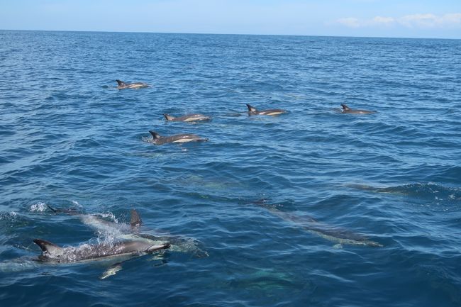 A whole group of dolphins accompanied us.