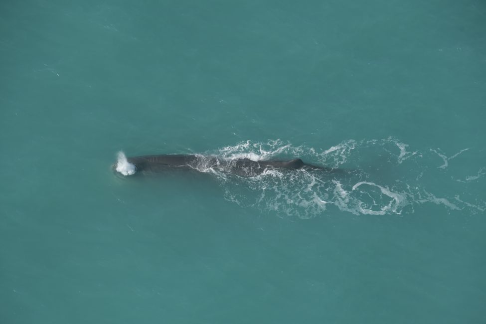 Kaikoura - Sperm whale, seen from the air
