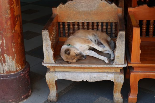 A dog taking a nap.