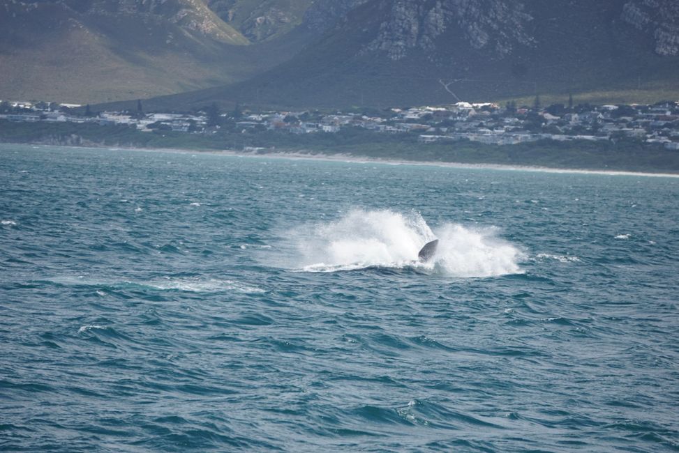 Hermanus ♥️