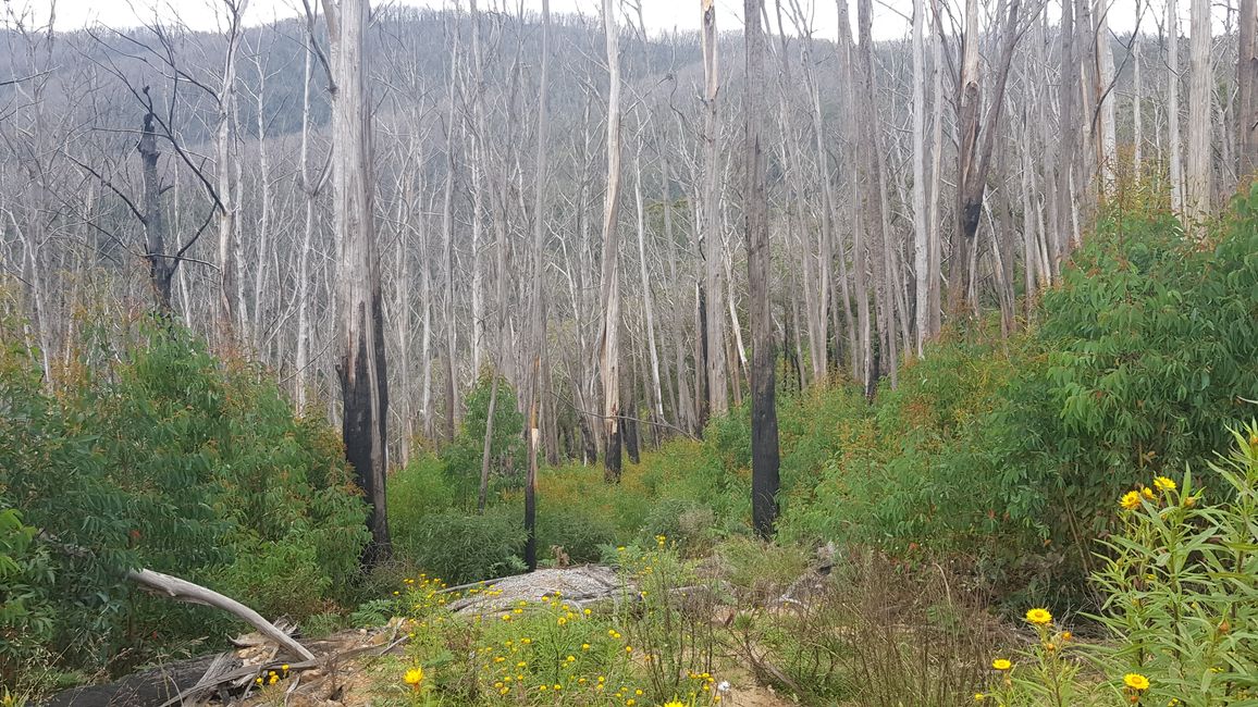 nach einen Waldbrand vor einigen Jahren bedecken Eukalyptusbüsche den Waldboden