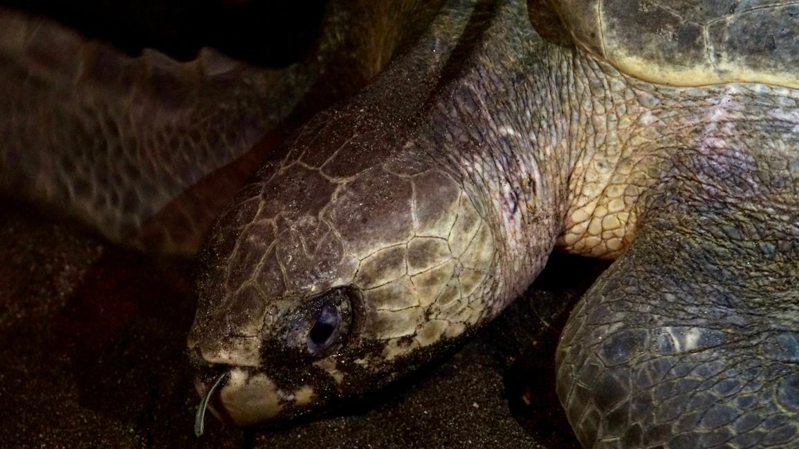 Ein Plastiklöffel in der Nase der Schildkröte