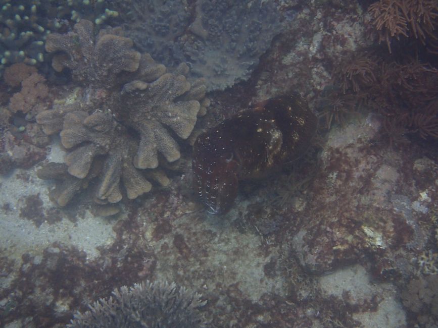 Schnorcheln am Pink Beach - Riesen-Sepia (Giant Cuttlefish)