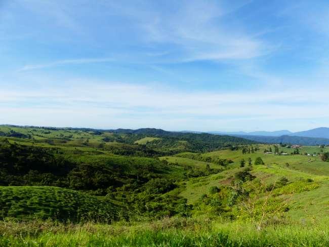 Green hilly landscape in the Tablelands