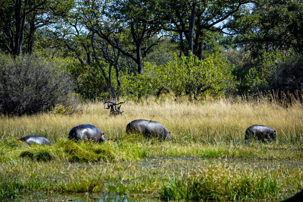 Hippos in the Okavango Delta