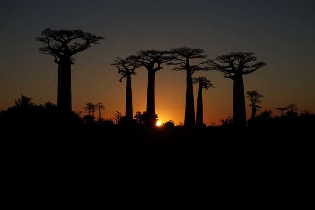 Day 62 Baobab Road