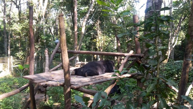 Tad Sae bear enclosure