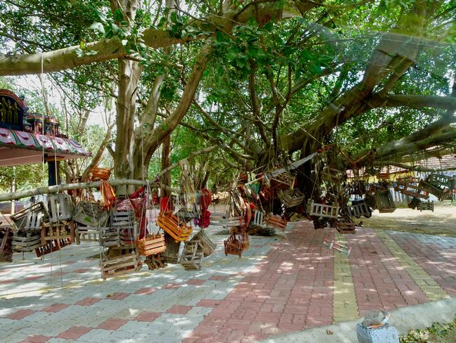 An diesen 'Glücksbaum' hängen Kinderlose Paare eine Mini-Wiege und beten somit für einen baldigen Nachwuchs