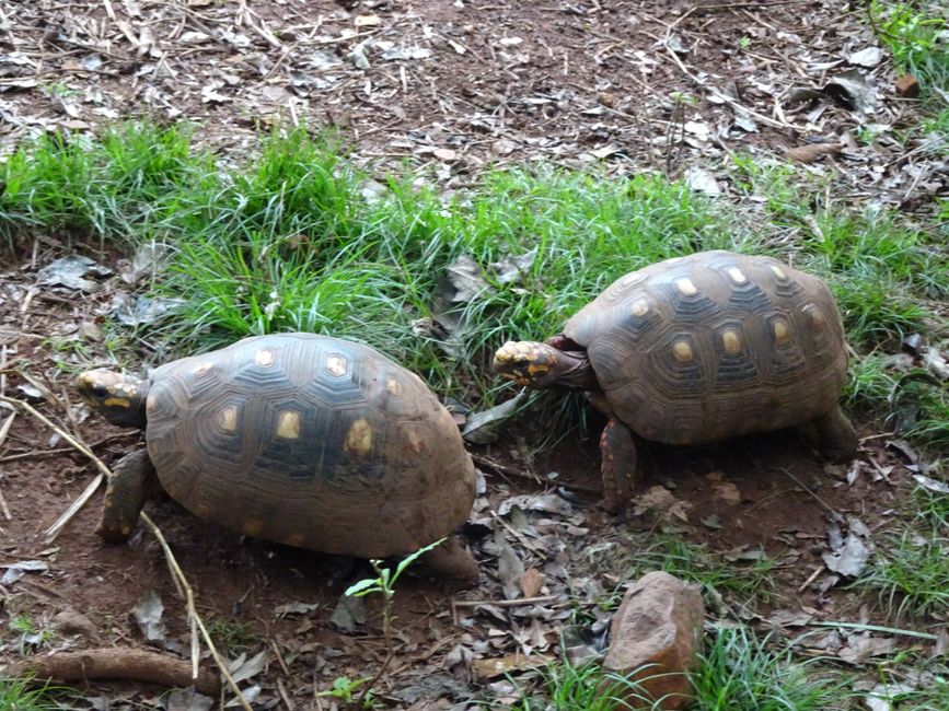Landschildkröten 