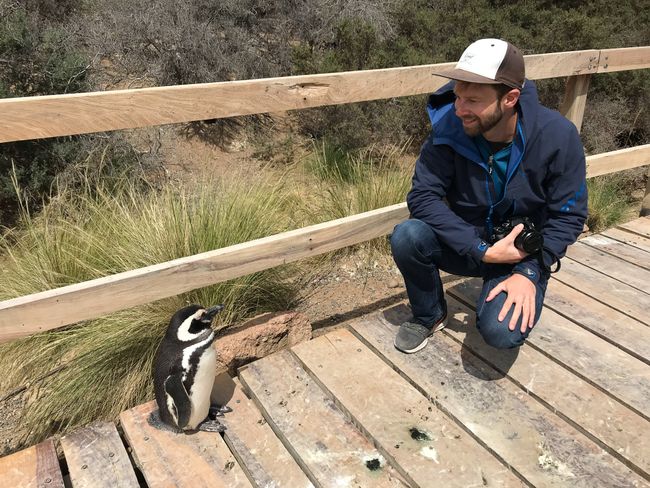 Puerto Madryn – Wale, Pinguine und Seeelefanten in freier Natur
