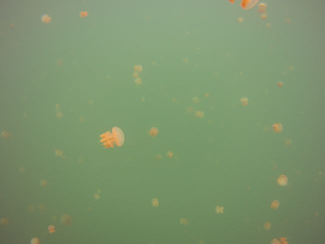 Jelly Fish See auf Kakaban
