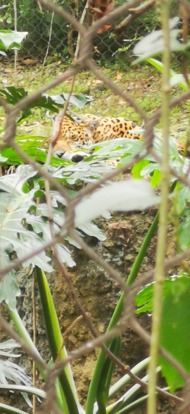 Leopard oder Gepard?