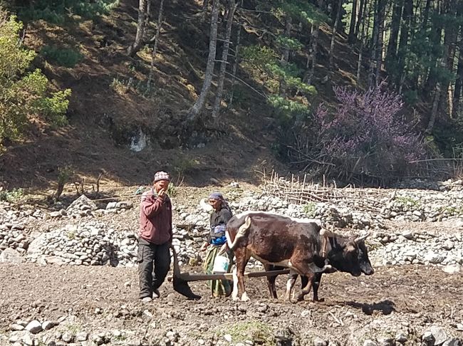Altertümlicher Ackerbau in Nepal