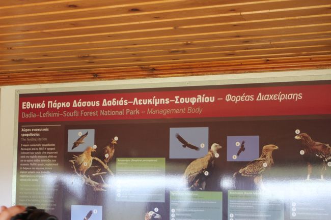 15.08.2018 - Trip to Dadia National Park and Bird Conservation Center, Soufli
