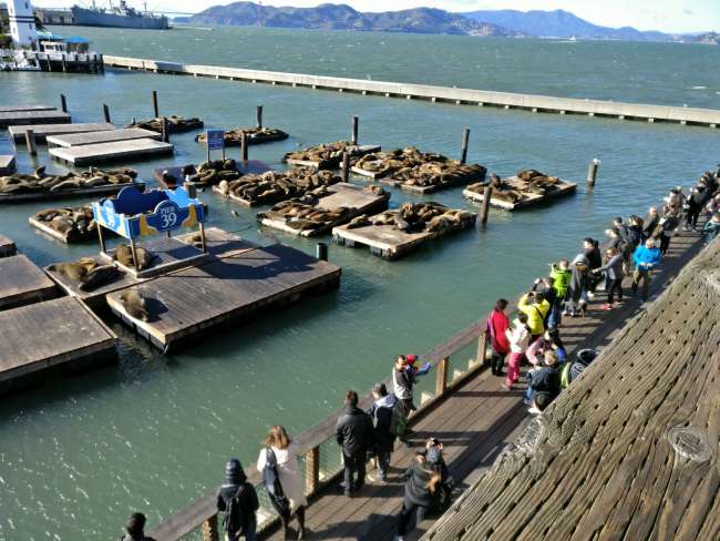 Pier 39 with sea lions 