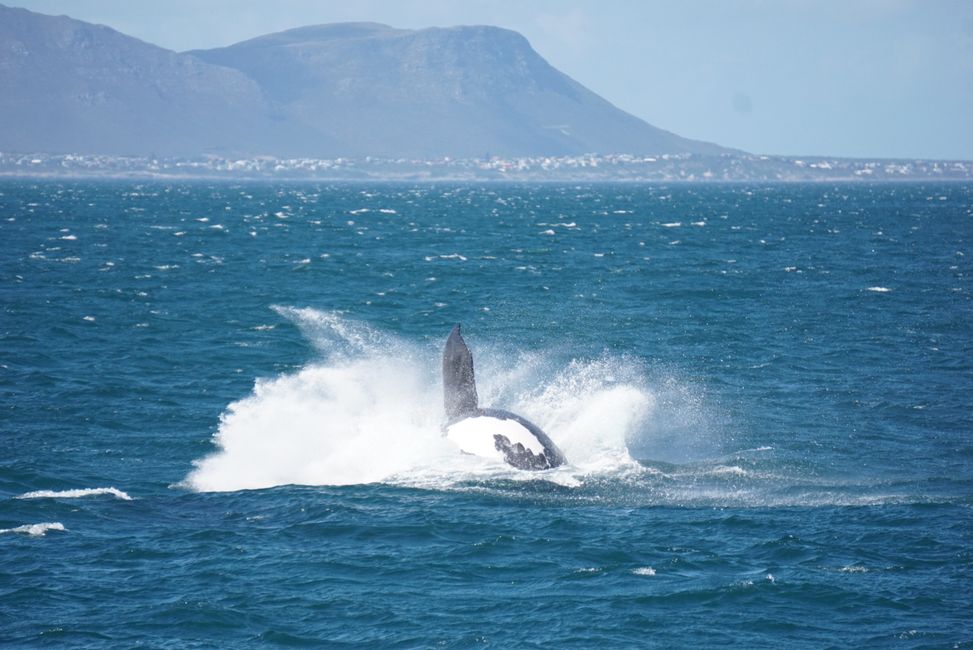 Hermanus ♥️