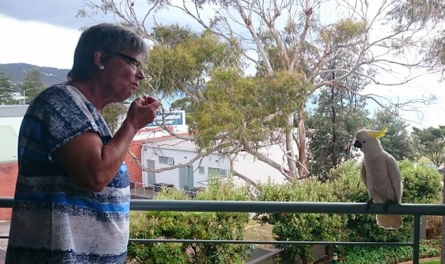 In Neuseeland war er noch im Käfig. Hier in Australien bettelt er auf unserem Balkon.