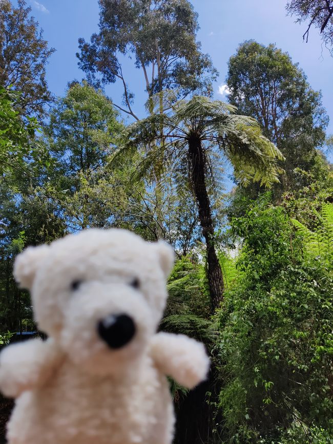 Travis meets koala bears in Australia