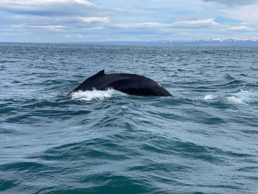 Island - Whale Watching - HUSAVIK
