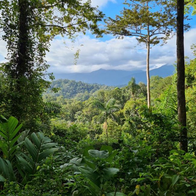 Dal 15/02/2023 al 16/02/2023 - Foresta pluviale di Veragua / Costa Rica