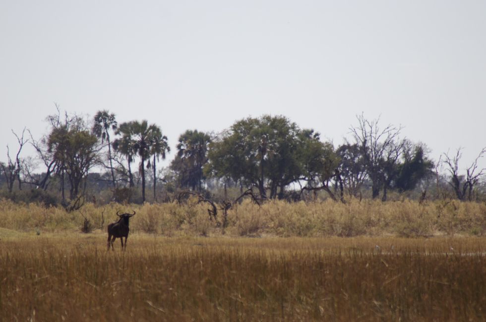 Des del delta de l'Okavango