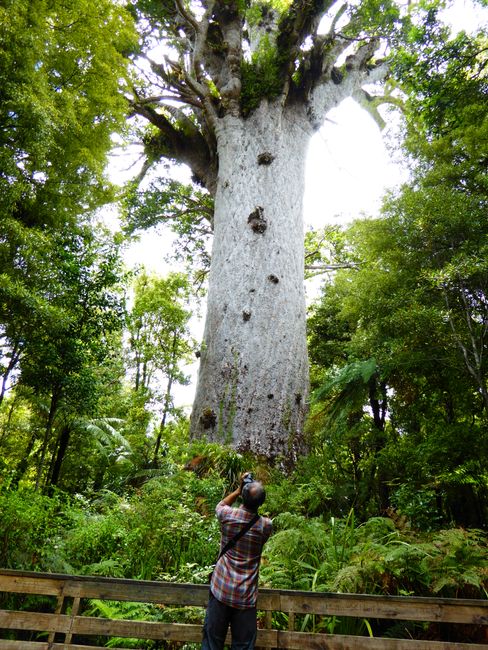 Day 7 - Tane Mahuta, continue north, dinner with seagull in Mangonui