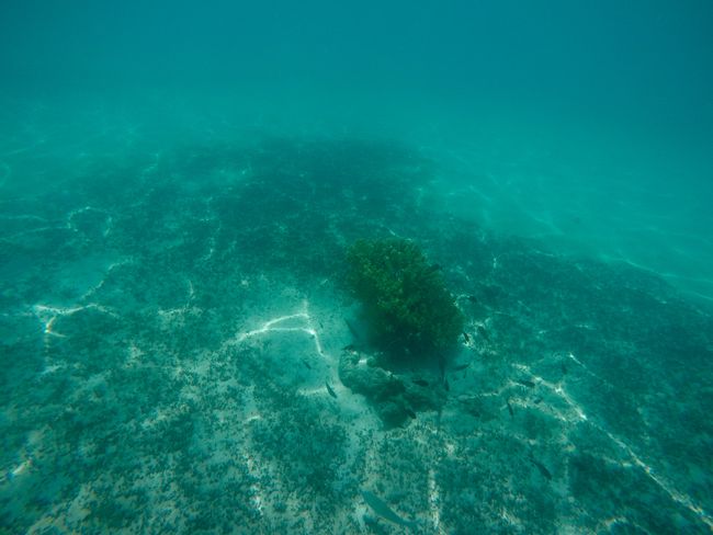 Nigngaloo Reef Unterwasser