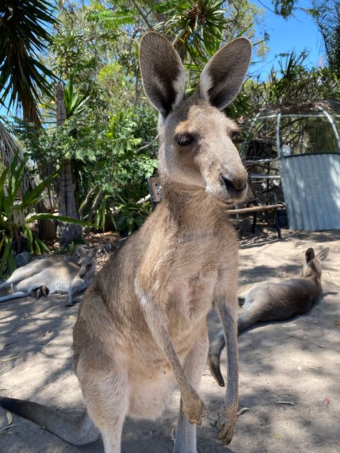 23&24|11|2019, Kangaroo cuddles and a little relaxation from relaxation