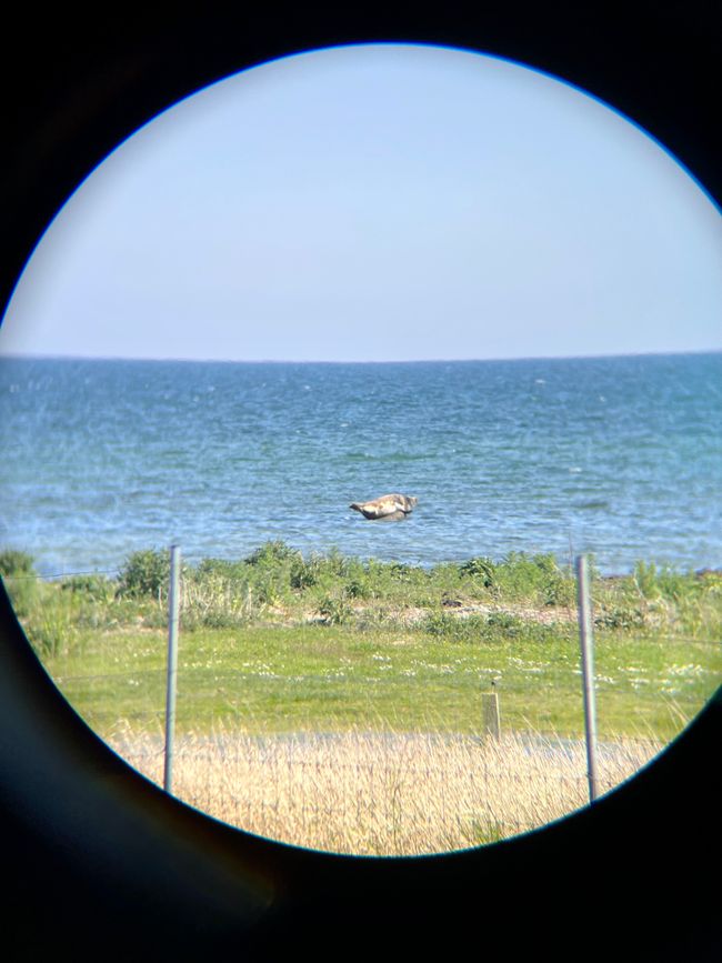 Una foca gorda se está relajando