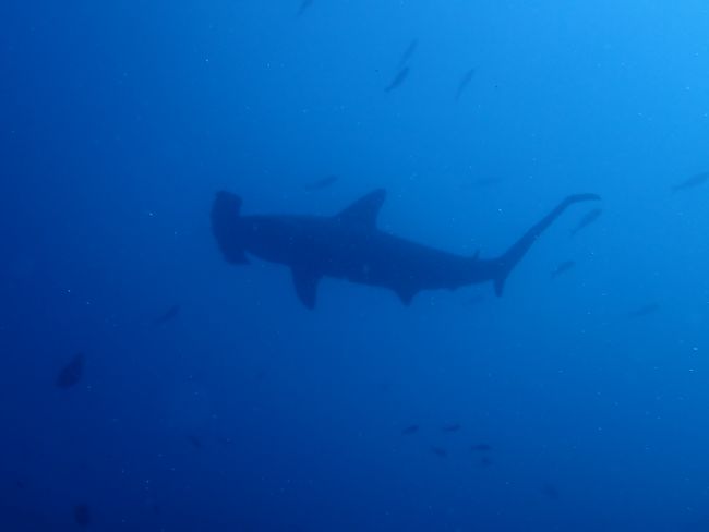 Hammerhead shark during Daniela's dive 