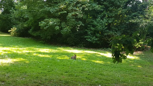 The wild rabbit in the middle of the park