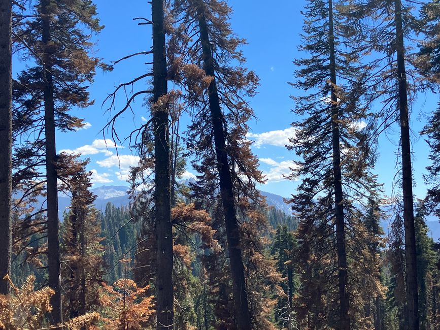 High Sierra Trail Tag 1