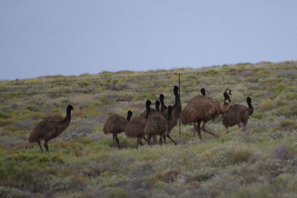 Emus on Stuart Highway