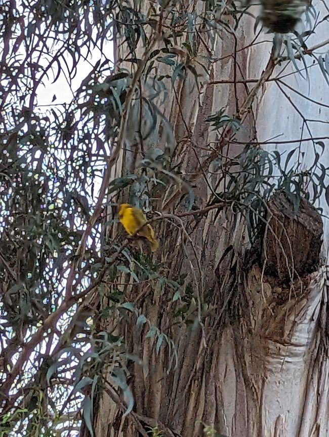 Süßer gelber Vogel 😊