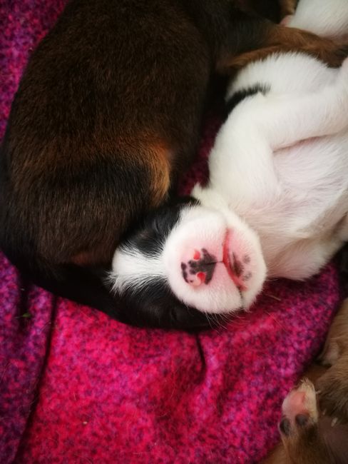 What could be sweeter than a puppy's nose?