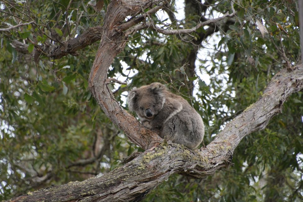 Glenelg River NP - Koala