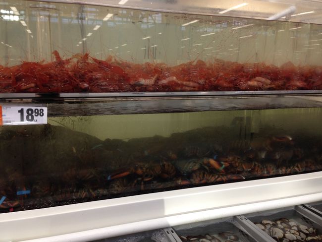 Giant shrimp and lobsters