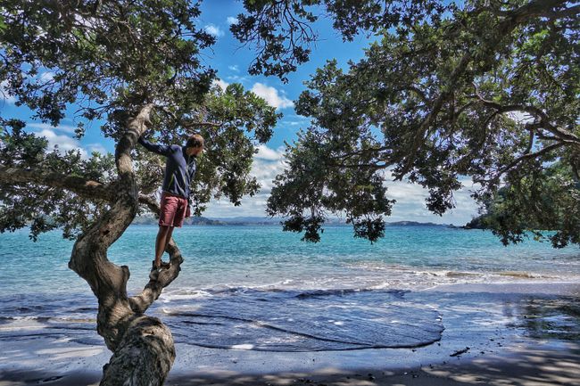 Climbing pohutukawa trees is the best thing about New Zealand beaches