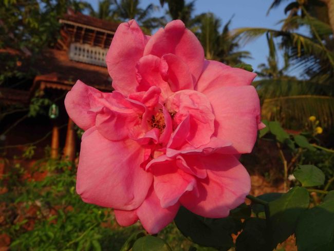 'Kerala-Rose' - und sie riecht fantastisch gut!