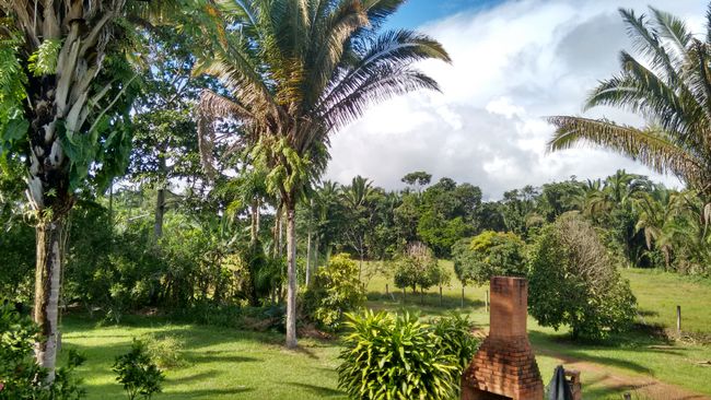 Garden with jungle