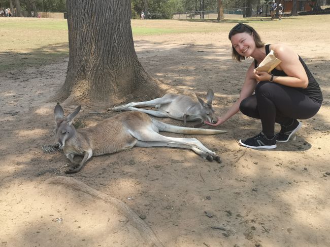 Lazy kangaroos (rightfully so, it was very hot) 