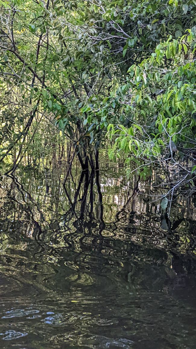 1. Tag Amazonas Dschungel