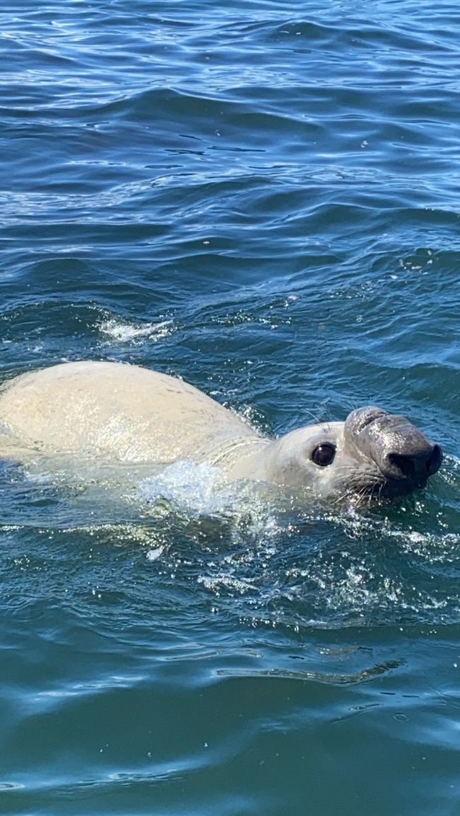 Our big highlight of the tour was this elephant seal. They are incredibly rare and mainly found in North America and Antarctica. Our guide said he had never been so close to them in the 7 years he has been doing this. If I had reached out my hand, I could have touched it.