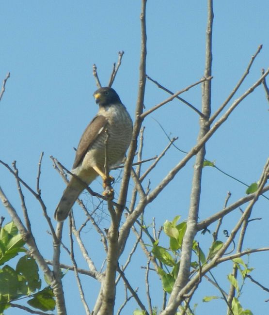 Pantanal Falke/halcon
