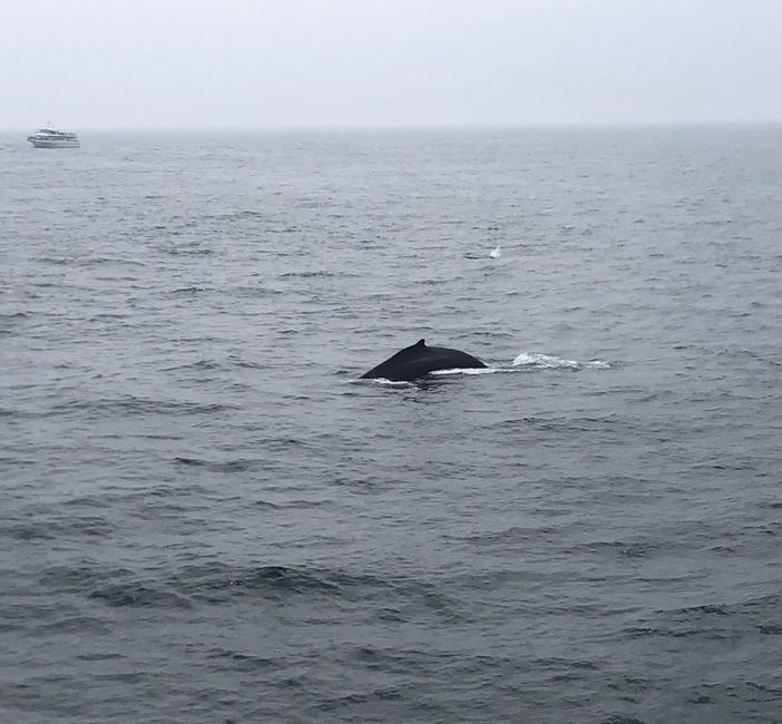 Boston (observação de baleias)