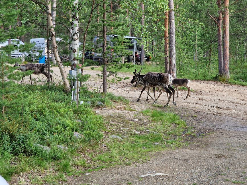Visitors at camping