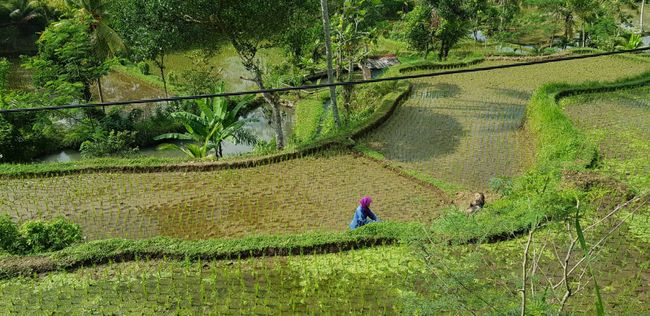 Rice Terraces Lombok