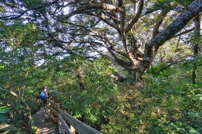 The hike up Manaia is already a highlight in itself
